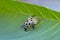 a gold ladybug on a grass leaf with focus selection