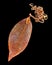 Gold leaf pendant