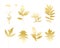 Gold leaves isolated , set leave and camomile, white background.