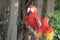 Gold macaw of Hong Kong Ocean Park