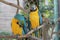 Gold macaw of Hong Kong Ocean Park
