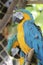 Gold macaw of Hong Kong Ocean Park