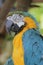 Gold macaw of Hong Kong Ocean Park