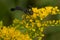 Gold-marked Thread-waisted Wasp - Eremnophila aureonotata