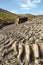 Gold mining industryExcavation work in a . A wheel loader loads mountain soil into the back, Mining trucks transport mountain soil