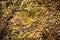 Gold moss at Pha Hin Goob