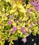 Gold Mound Japanese Spirea, Spiraea japonica \'Gold Mound\'