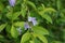 Gold mound leaves. Also called Sinyo nakal, Duranta erecta, teh-tehan, alba, aurea, geisha girl, sapphire showers and variegata