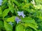 Gold mound leaves. Also called Sinyo nakal, Duranta erecta, teh-tehan, alba, aurea, geisha girl, sapphire showers and variegata