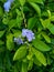 Gold mound leaves. Also called Sinyo nakal, Duranta erecta, teh-tehan, alba, aurea, geisha girl, sapphire showers and variegata