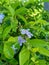 Gold mound leaves. Also called Sinyo nakal, Duranta erecta, teh-tehan, alba, aurea, geisha girl, sapphire showers and variegata