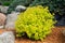 Gold Mound Spirea Landscaping Shrub