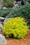 Gold Mound Spirea Landscaping Shrub