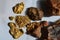 Gold nuggets,gold specimen and gold flakes.