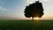 Gold one tree at sunset on dark background. Grass background. Sunrise background. Dark background. Country view. Wild