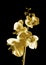 Gold orchid