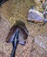 Gold panning shovel in gold rich riverbed