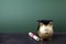 Gold piggy bank with a grad cap and diploma in front of green chalkboard. Education scholarship