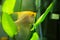 Gold Pterophyllum Scalare in aqarium water, yellow angelfish guarding eggs