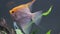 Gold Pterophyllum Scalare swimming in aqarium, yellow angelfish