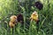 Gold and purple flowers of iris Argaman among close-up the grass. Israel