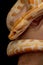 Gold Python, Reticulated python Python reticulatus