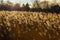 Gold reed from Vistula estuary.