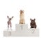 A gold retriever, chinese crested dog and a bulldog on a winner`s podium