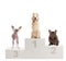 A gold retriever with a crown, chinese crested dog and a bulldog on a winner`s podium