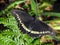 Gold Rimmed Swallowtail