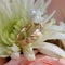 Gold ring in a flower. Engagement.
