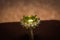 Gold ring with peridot