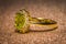 Gold ring with peridot