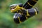 The gold-ringed cat snake in attacking position