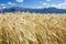 Gold ripe wheat field with sky and clouds