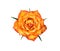 Gold rose bright colorful flower blooming with water drops and green leaves  , orange or light yellow petal pattern natural top