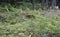 Gold Rush Cemetery, Skagway, White Pass, Chilkoot Pass, Yucon, Klondike, Alaska, United States