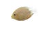 Gold Severum Cichlid fish