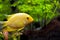 Gold Severum South American Cichlid in Aquarium