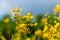 Gold Shower Galphimia gracilis yellow flowers, closeup - Delray Beach, Florida, USA