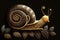 Gold Snail Black Background Wallpaper