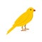 Gold song bird icon, flat style