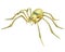 Gold spider