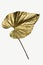 Gold spray paint on an Alocasia leaf