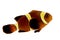 Gold stripe Maroon Clownfish - Premnas biaculeatus