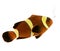 Gold stripe Maroon Clownfish - Premnas biaculeatus