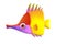 Gold stripe Maroon Clownfish - Premnas biaculeatus - Stock Image