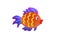 Gold stripe Maroon Clownfish - Premnas biaculeatus - Stock Image