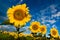 Gold sunflowers on a background of the blue sky