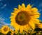 Gold sunflowers on a background of the blue sky